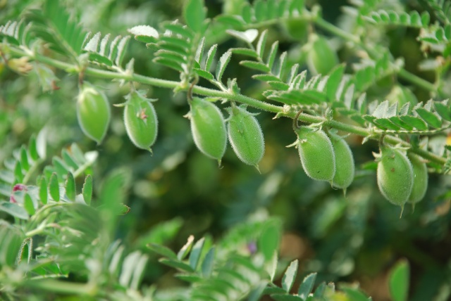 परीक्षण में हुआ सफल, चने का पौधा अब गर्मी में भी उगेगा परीक्षण में हुआ सफल, चने का पौधा अब गर्मी में भी उगेगा